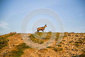 A beautiful, curious wild chamois grazing on the slopes of Tatra mountains. Wild animal in mountain landscape.