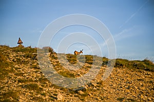 A beautiful, curious wild chamois grazing on the slopes of Tatra mountains. Wild animal in mountain landscape.