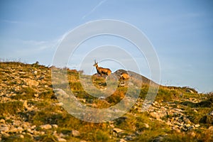 A beautiful, curious wild chamois grazing on the slopes of Tatra mountains. Wild animal in mountain landscape.