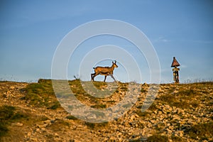 A beautiful, curious wild chamois grazing on the slopes of Tatra mountains. Wild animal in mountain landscape.