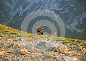 A beautiful, curious wild chamois grazing on the slopes of Tatra mountains. Wild animal in mountain landscape.