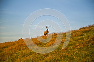 A beautiful, curious wild chamois grazing on the slopes of Tatra mountains. Wild animal in mountain landscape.