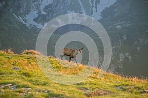 A beautiful, curious wild chamois grazing on the slopes of Tatra mountains. Wild animal in mountain landscape.