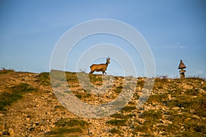 A beautiful, curious wild chamois grazing on the slopes of Tatra mountains. Wild animal in mountain landscape.