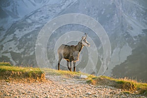 A beautiful, curious wild chamois grazing on the slopes of Tatra mountains. Wild animal in mountain landscape.