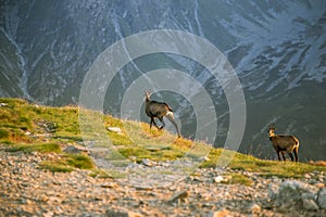 A beautiful, curious wild chamois grazing on the slopes of Tatra mountains. Wild animal in mountain landscape.