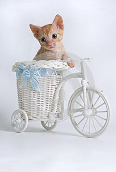 Beautiful curly kitten Ural Rex sits in a basket of a toy bike and looks sideways, isolated on a white background