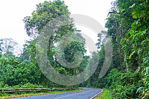 Beautiful curve road in wild forest