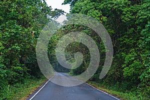 Beautiful curve road in wild forest