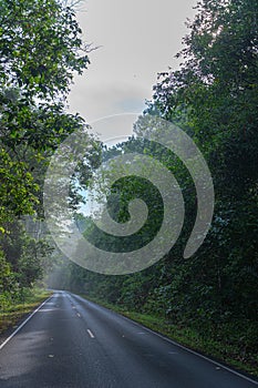 Beautiful curve road in wild forest