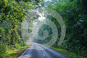 Beautiful curve road in wild forest