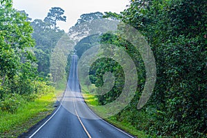 Beautiful curve road in wild forest