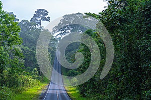 Beautiful curve road in wild forest