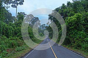 Beautiful curve road in wild forest