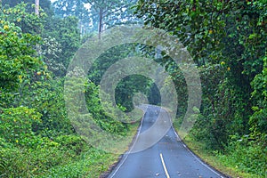 Beautiful curve road in wild forest