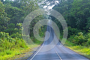 Beautiful curve road in wild forest