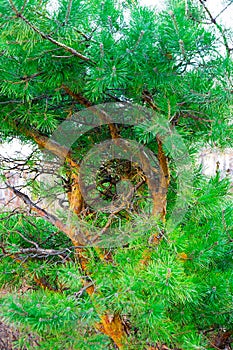 Beautiful curved branches of a pine tree closeup