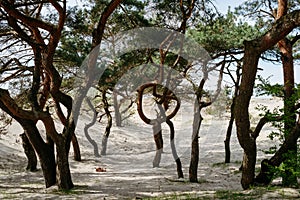 Beautiful curved trees landscape