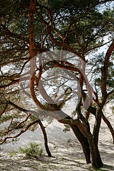 Beautiful curved trees landscape