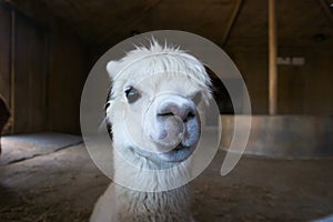 Beautiful and cute baby white alpaca looking ahead