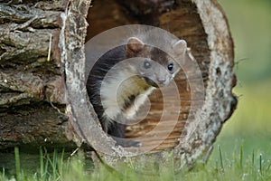 Beautiful cute beech marten, forest animal, Martes foina. photo