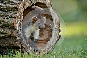 Beautiful cute beech marten, forest animal, Martes foina. photo