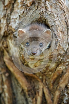 Beautiful cute beech marten, forest animal, Martes foina. photo