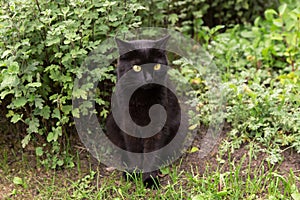 Beautiful cute black bombay cat portrait with yellow eyes sit in spring summer garden in green grass and plants