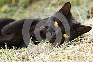 Beautiful cute black bombay cat with yellow eyes lies outdoors. Portrait closeup photo