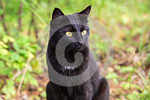 Beautiful cute black cat portrait outdoor in nature close up