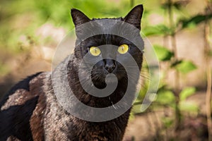 Beautiful cute black cat portrait with yellow eyes and long mustache in nature