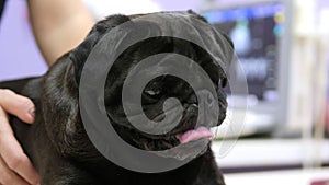 A beautiful cute black pug on the vet's desk in a veterinary clinic. A young beautiful veterinarian girl examines a