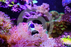 Beautiful cute Black & White Ocellaris Clownfish swimming in reef tank with beautiful soft coral reef