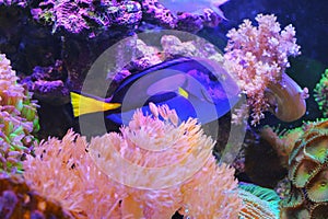 Beautiful cute blue tank fish with coral reef underwater sea reeftank