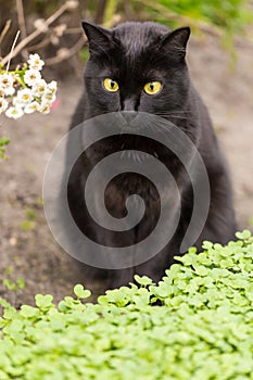 Beautiful cute bombay black cat with yellow eyes