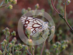 Beautiful and cute butterfly on green grass. photo off whaite butterfly.