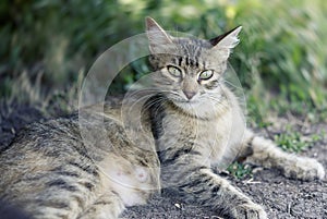 Beautiful cute cat with green eyes