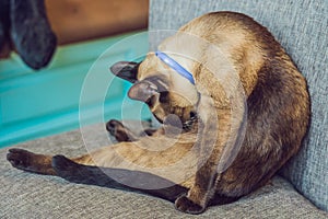 Beautiful cute cat licking his paw on the chair