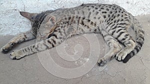 Rudi beautiful cute cat sleeping photo