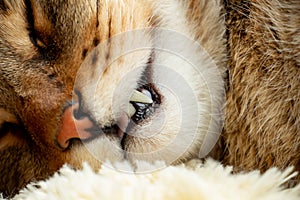 beautiful cute cat tired and resting on his pillow, pet sweet dream, macro photography