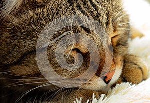 beautiful cute cat tired and resting on his pillow, pet sweet dream, macro photography