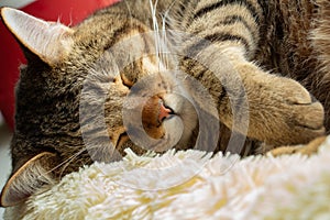 beautiful cute cat tired and resting on his pillow, pet sweet dream, macro photography