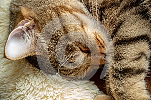 beautiful cute cat tired and resting on his pillow, pet sweet dream, macro photography