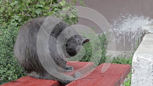 Beautiful cute cat washes his face. A gray cat washes on the street, licks itself with its tongue. Video portrait of a cute cute g