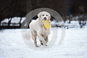 A beautiful, cute and cuddly golden retriever dog playing in a park on a cloudy winter day