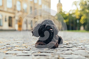 Beautiful cute dog breed toy poodle lies on the street on the pavement and resting. Pet on a walk