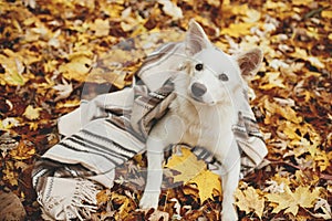 Beautiful cute dog lying under cozy blanket among fall leaves in autumn woods. Adorable white swiss shepherd puppy covered with