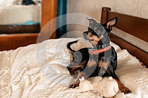 Beautiful and cute dog resting on the bed