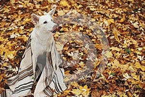 Beautiful cute dog sitting under cozy blanket among fall leaves in autumn woods and licking. Adorable funny white swiss shepherd
