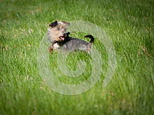 Beautiful cute dog standing in the grass and waiting for an aport